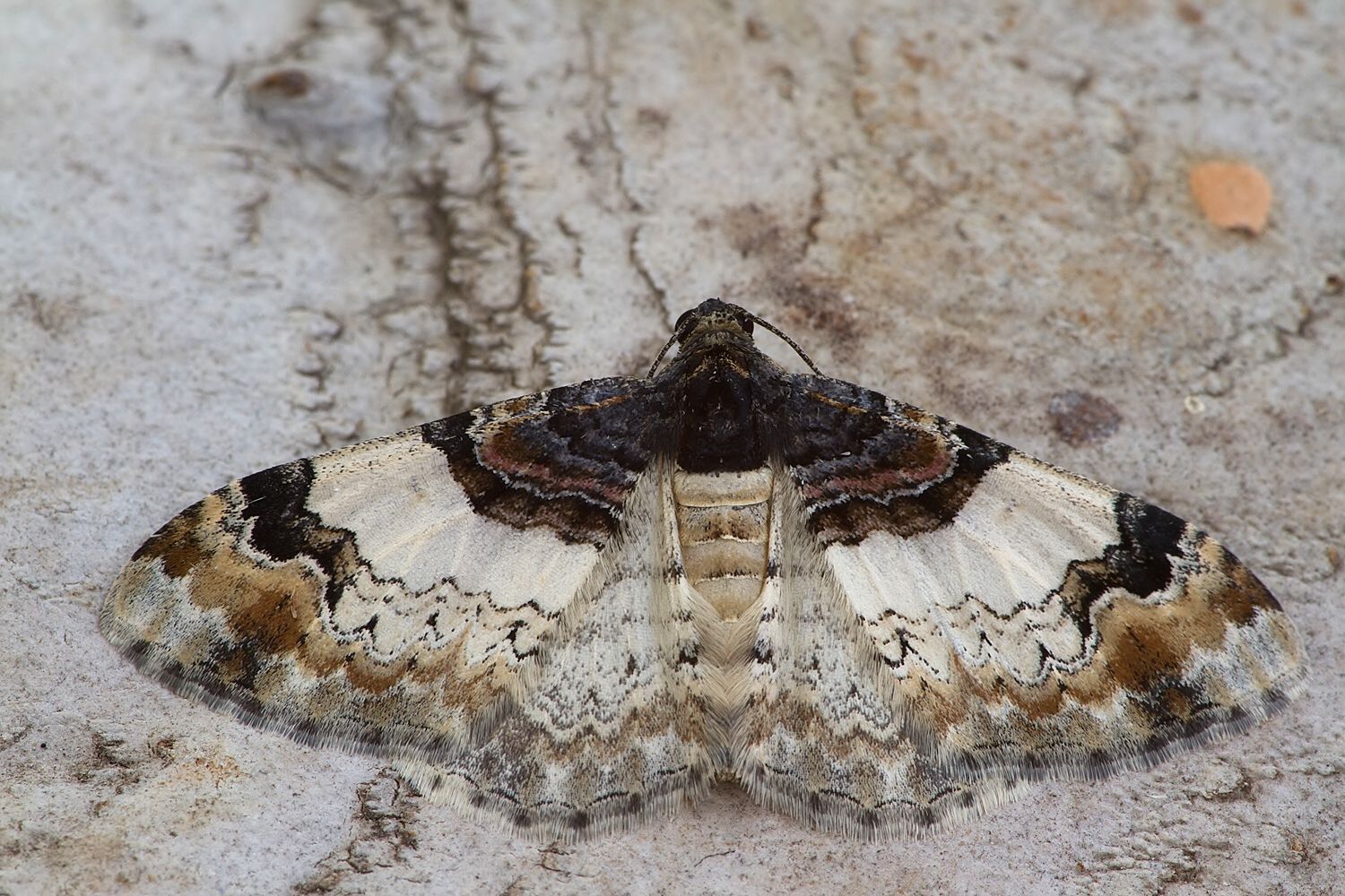 Catarhoe cuculata
