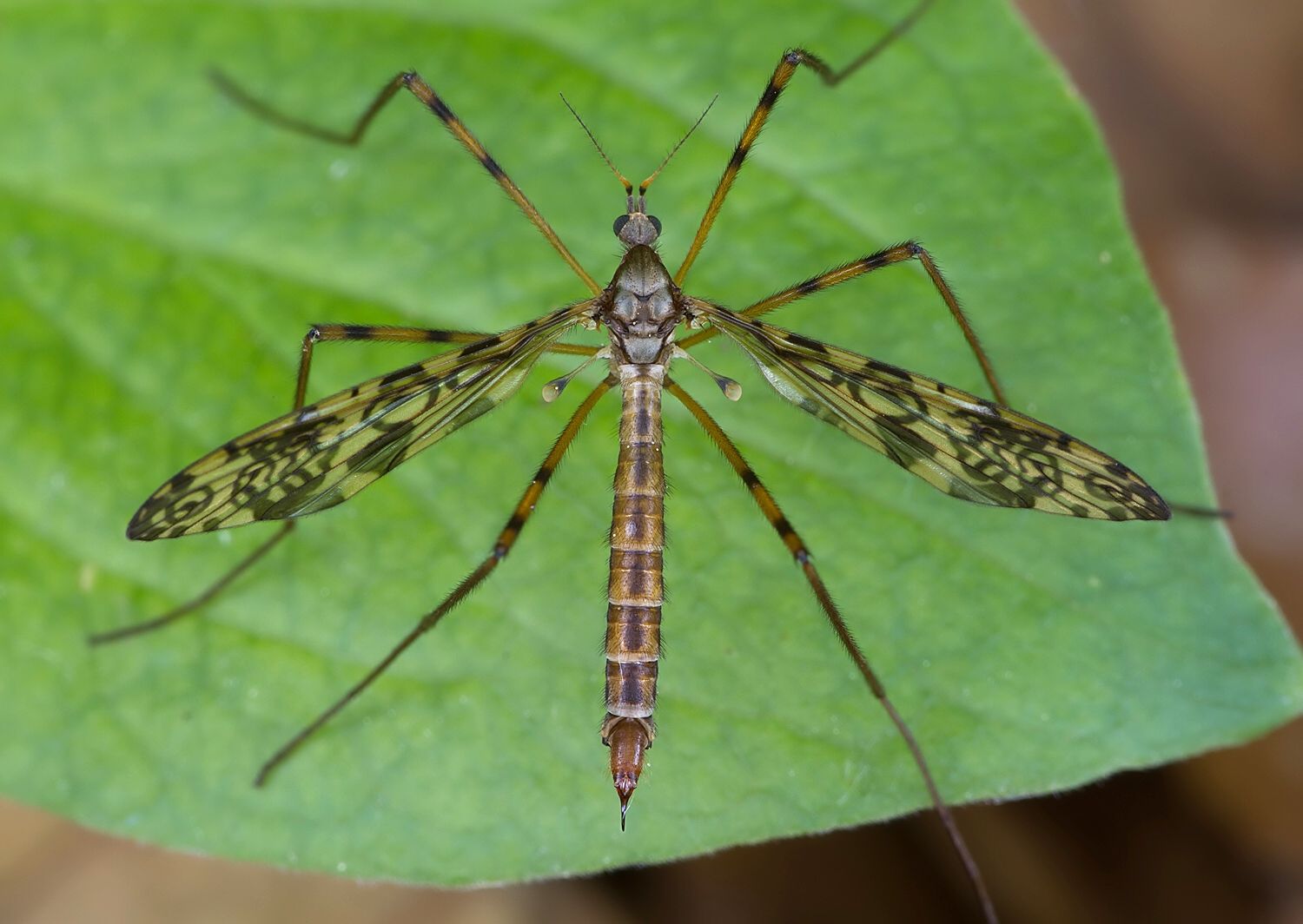 Epiphragma ocellare