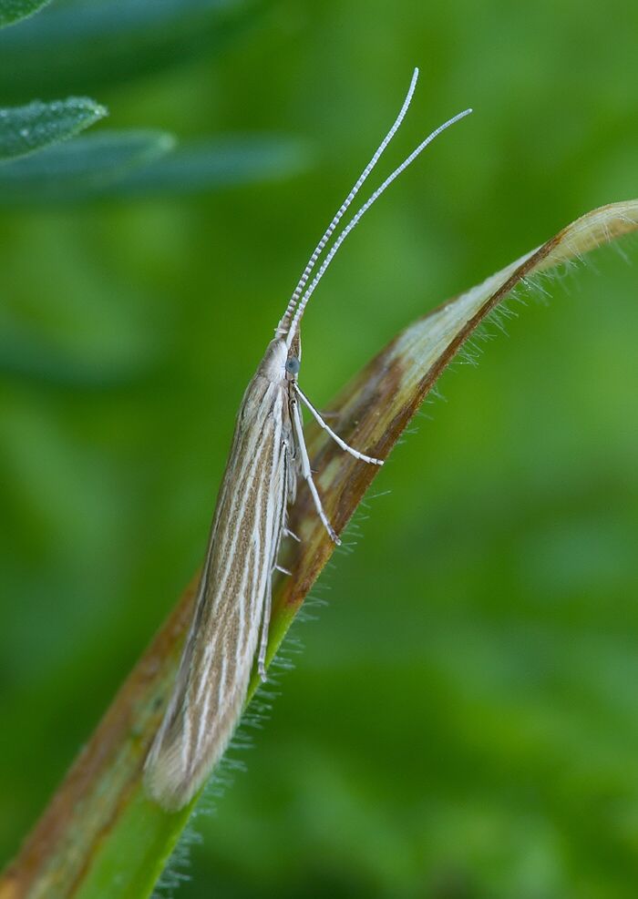 Coleophora otidipennella