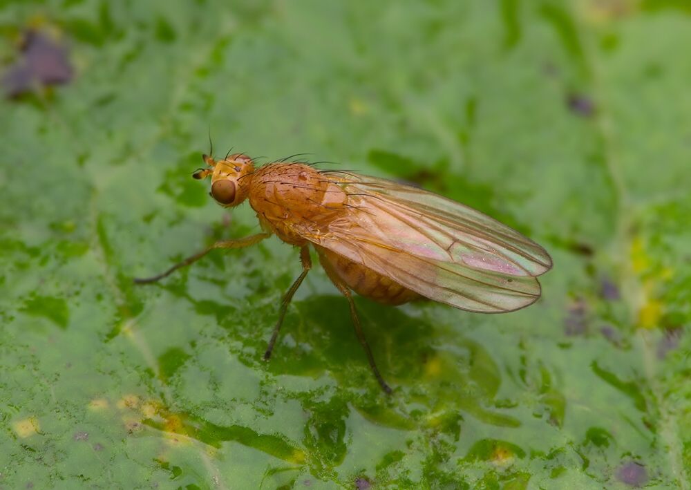 Meiosimyza subfasciata
