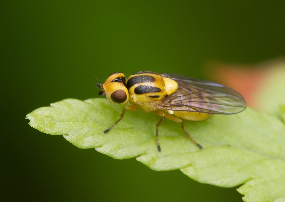 Chlorops hypostigma