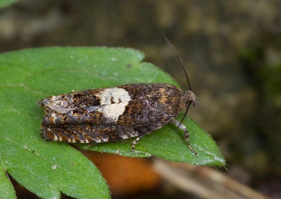 Epiblema sticticana