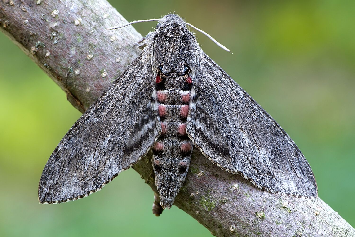 Agrius convolvuli