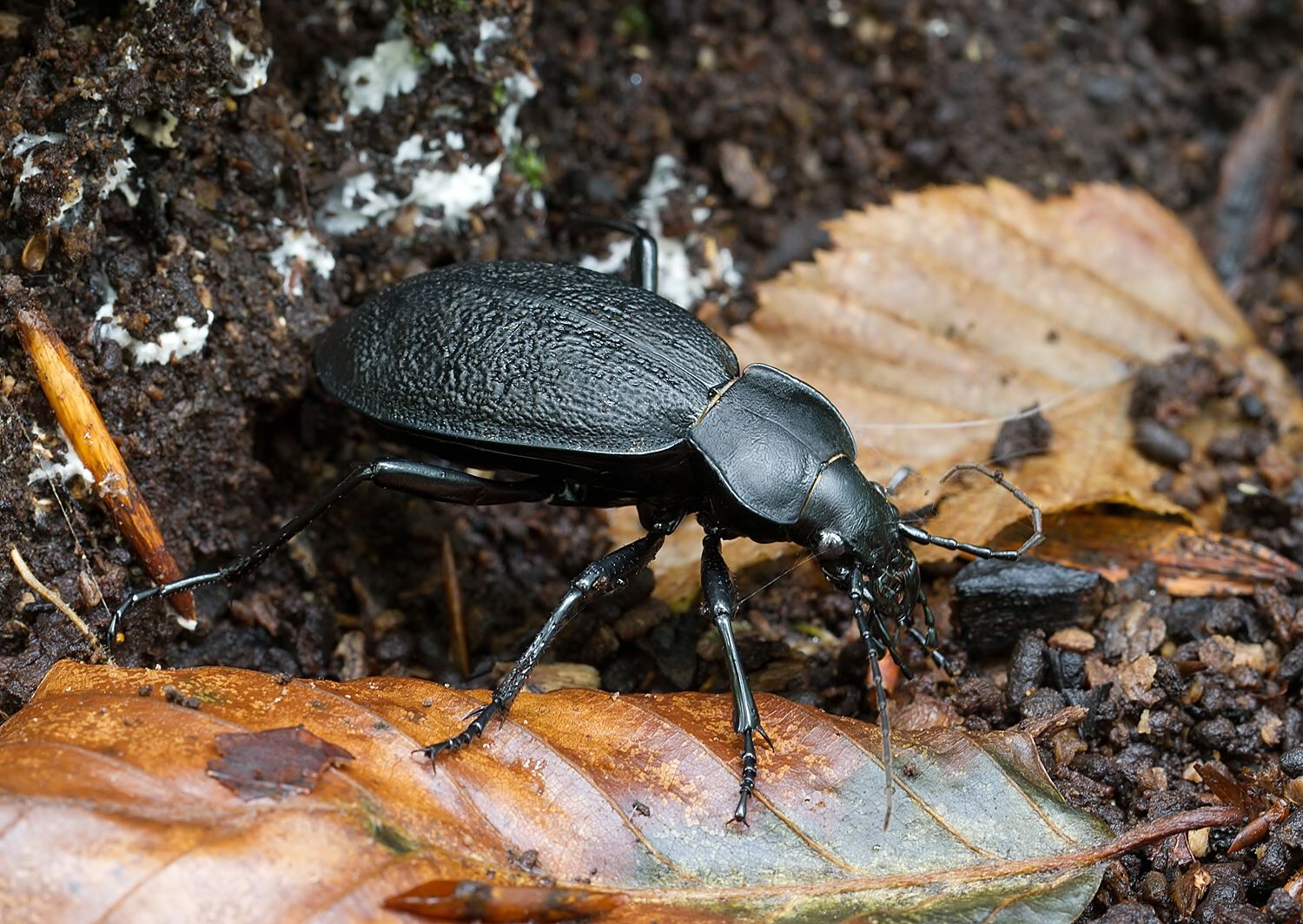 Carabus coriaceus
