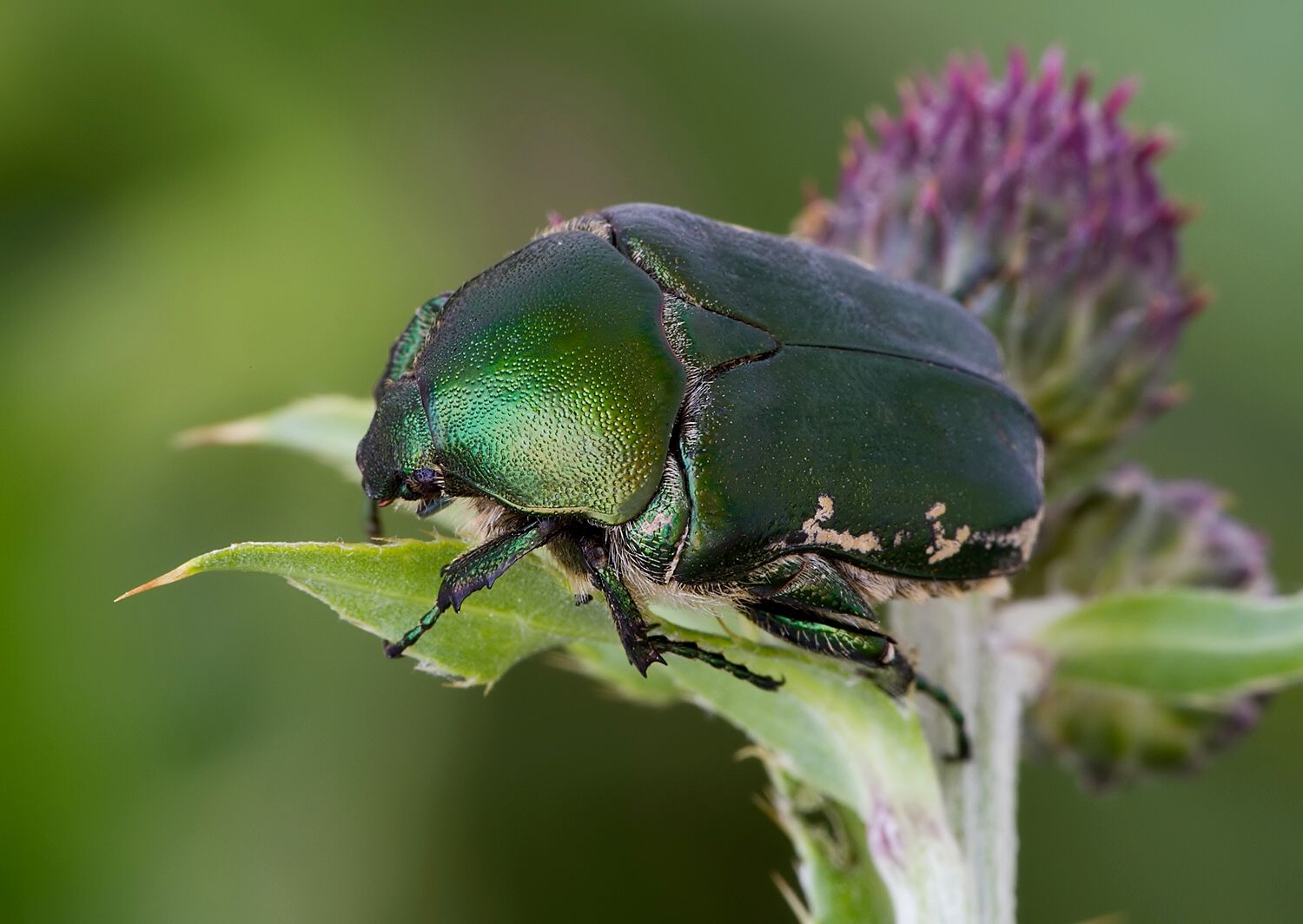 Protaetia ungarica