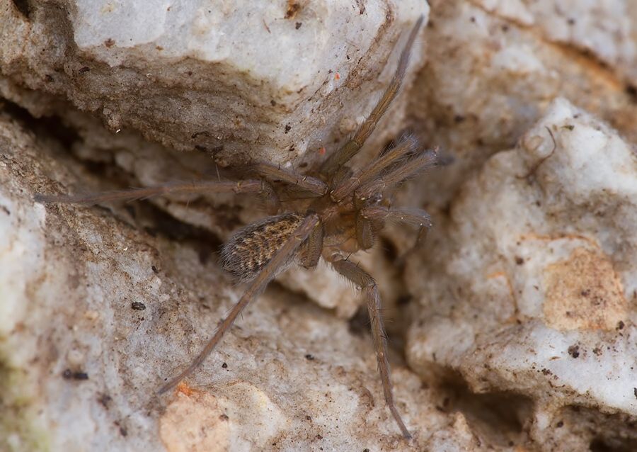 Eratigena agrestis