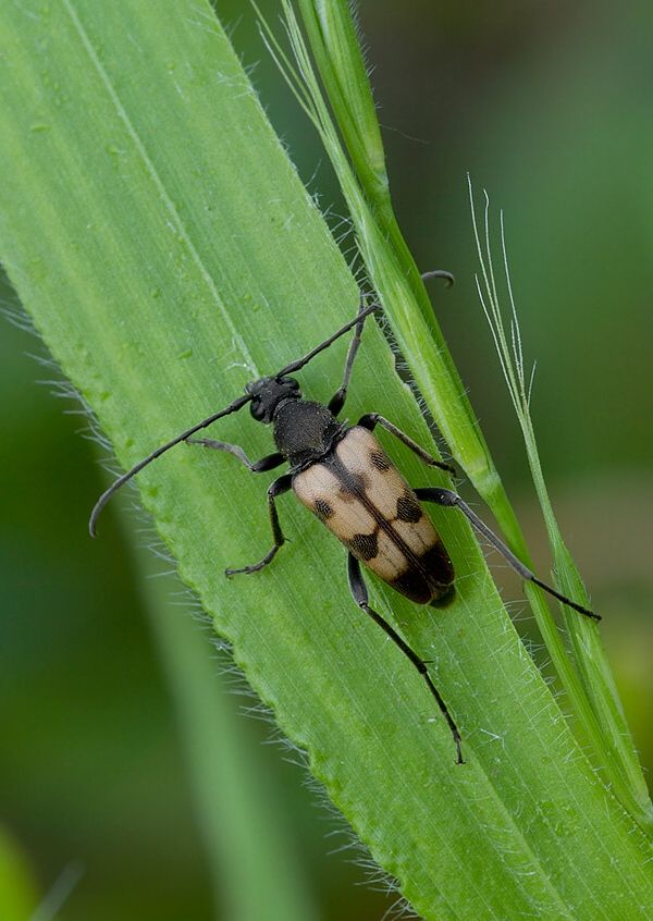 Pachytodes erraticus