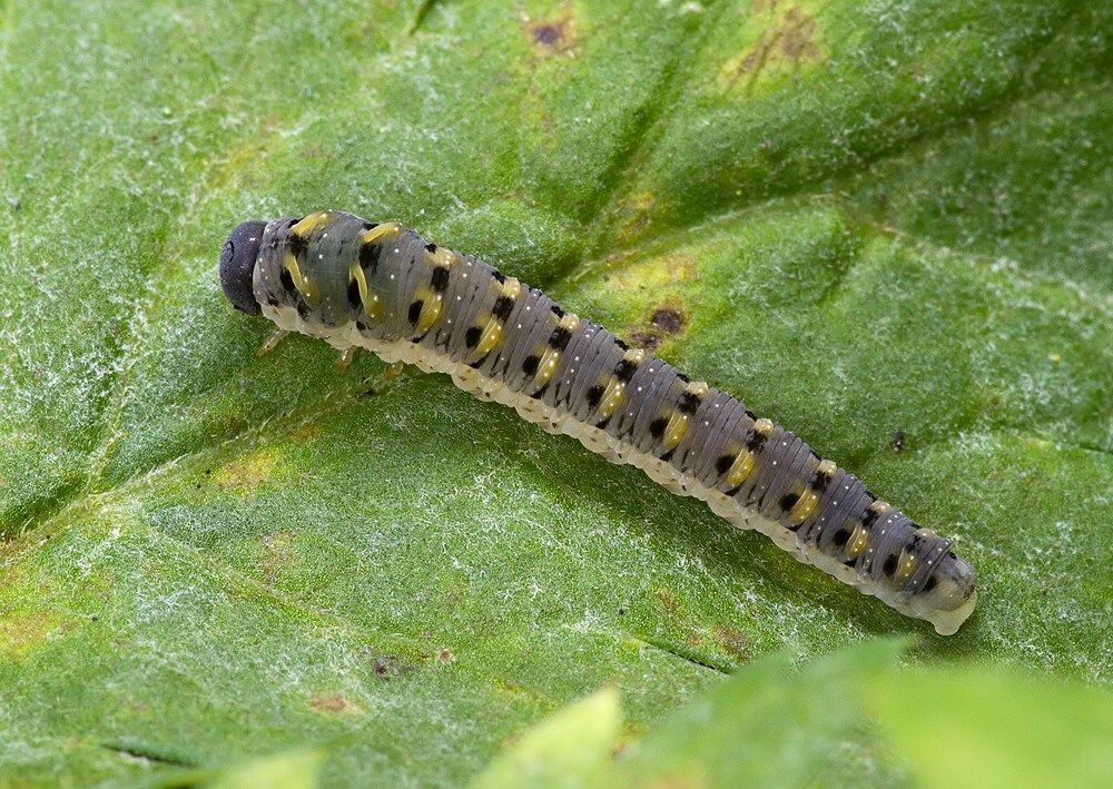 Tenthredo crassa