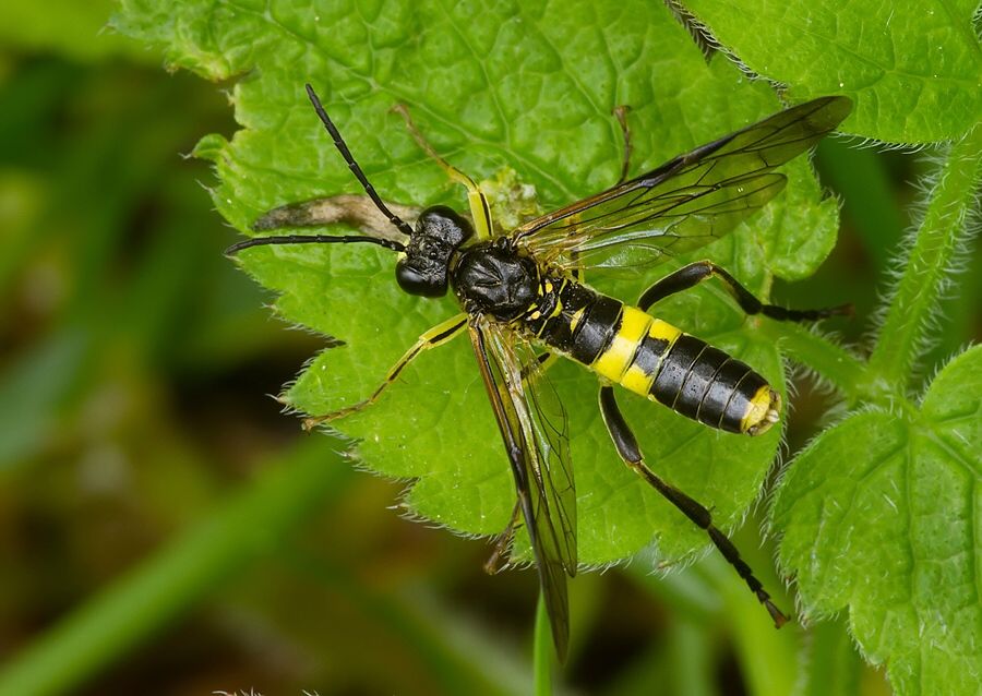 Tenthredo temula