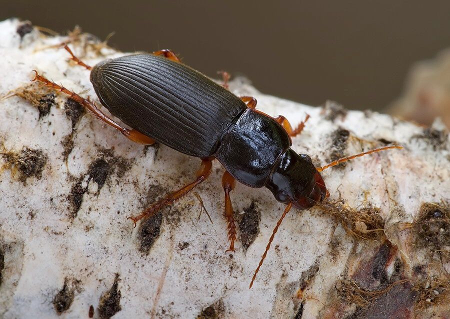 Pseudoophonus rufipes