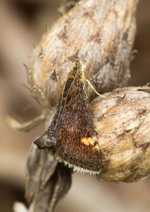 Pyrausta obfuscata