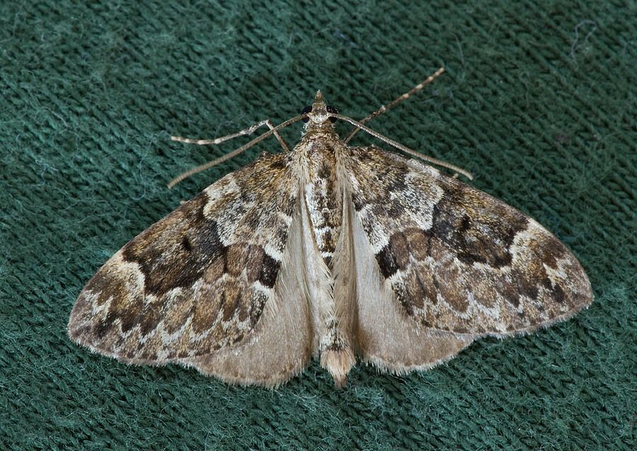 Thera britannica cf.