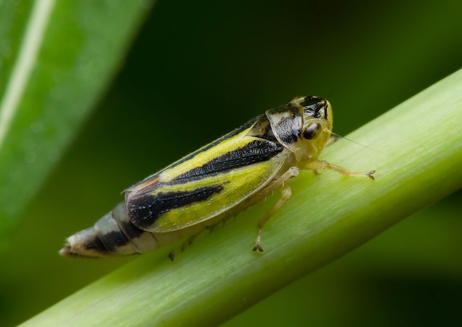 Evacanthus interruptus