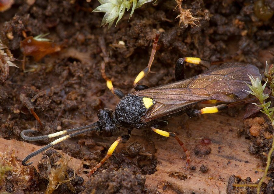 Ichneumon stramentor