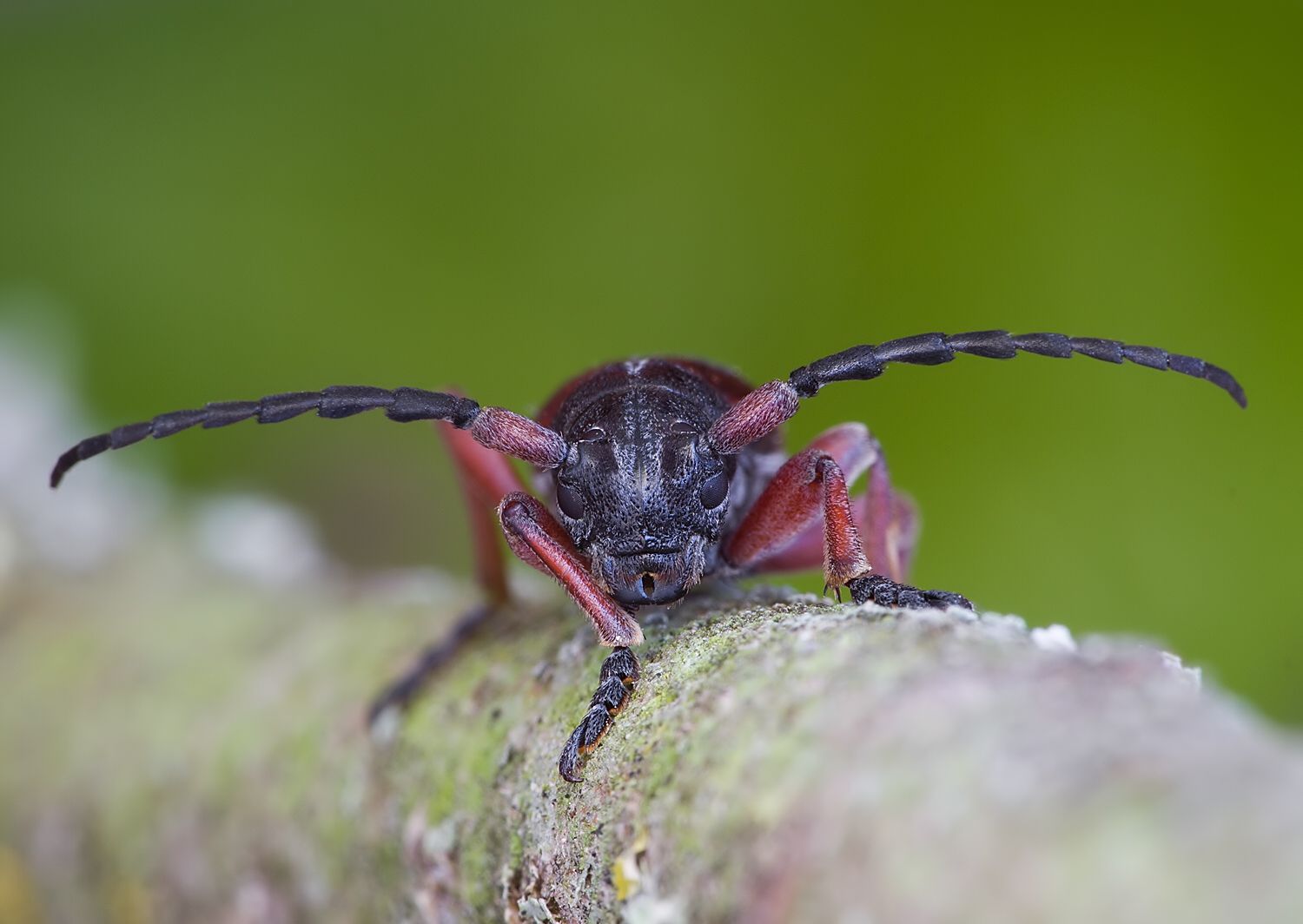 Carinatodorcadion fulvum