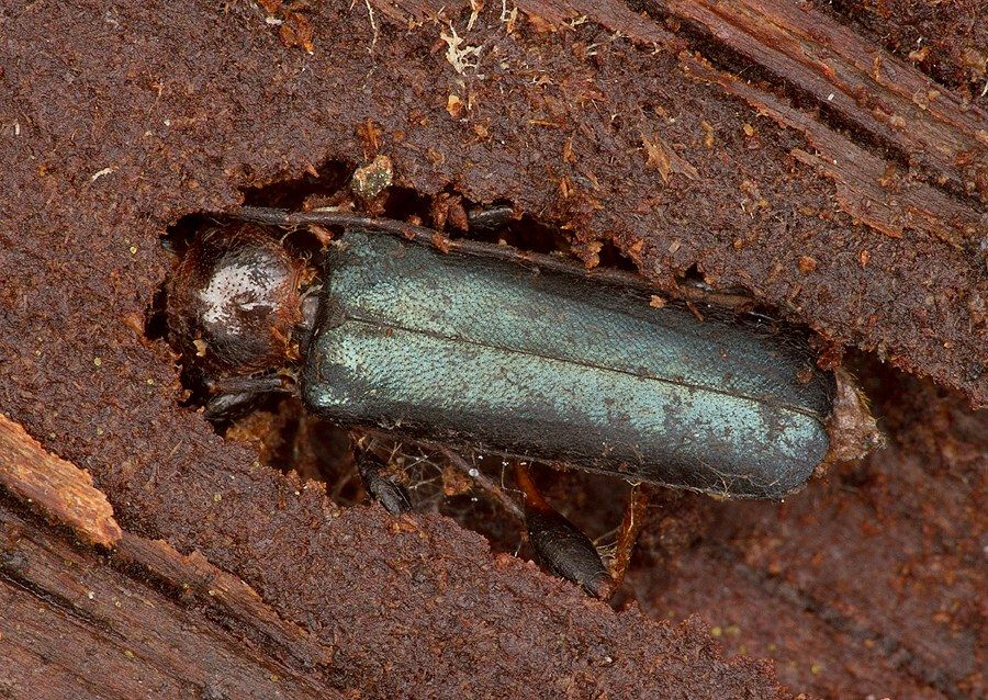 Phymatodes testaceus