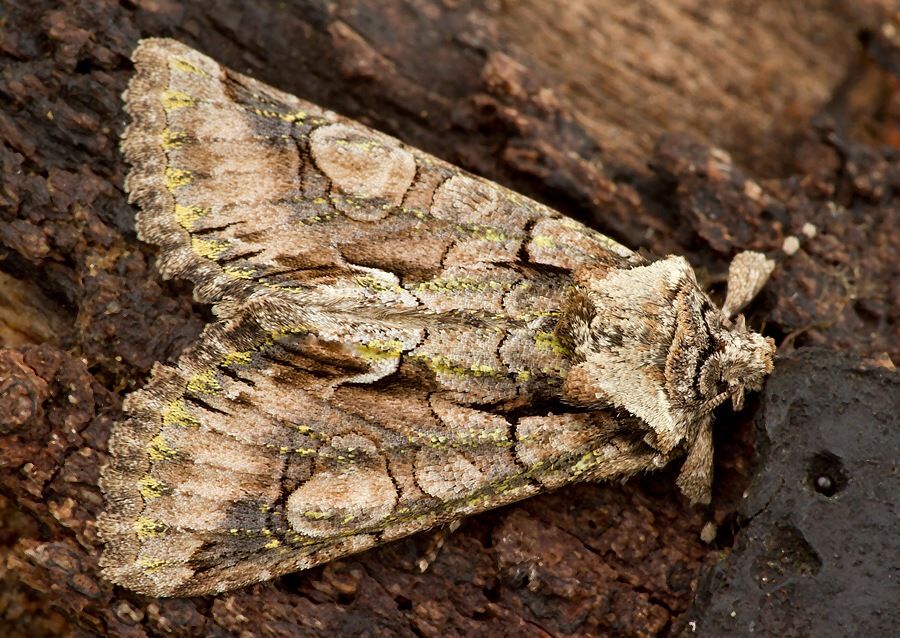 Allophyes oxyacanthae