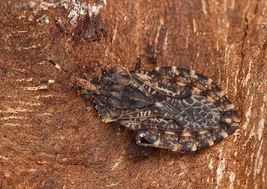 Aradus ribauti