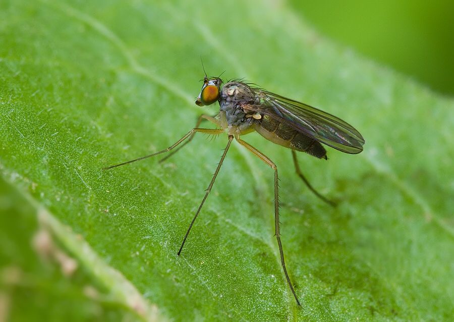 Sciapus platypterus