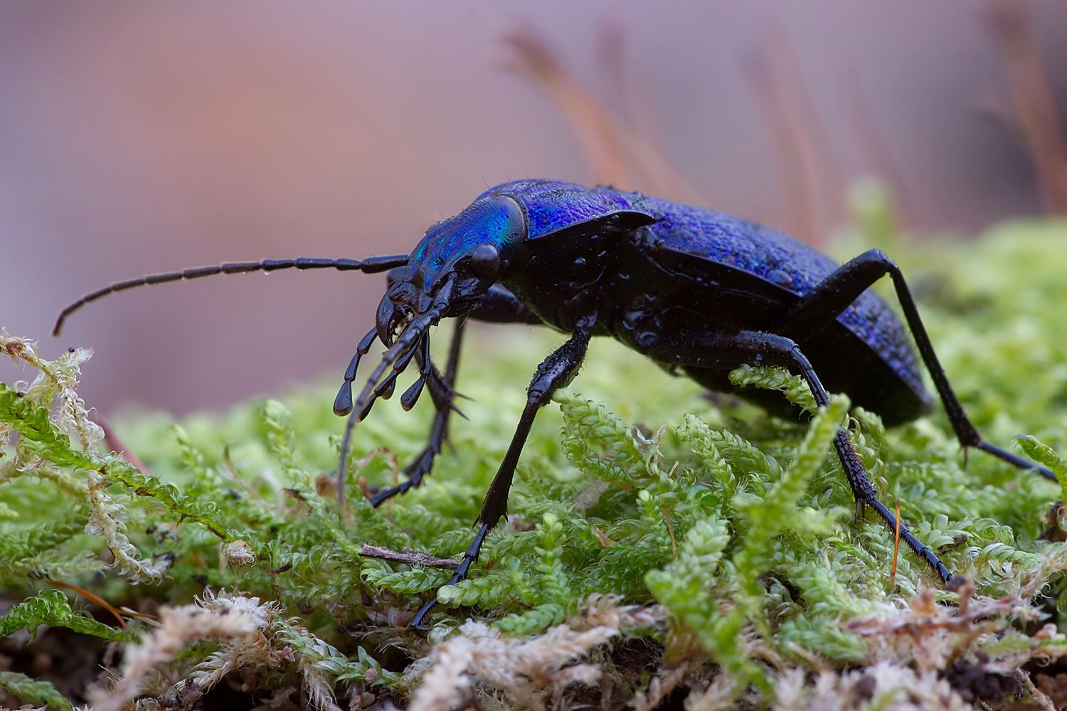 Carabus intricatus