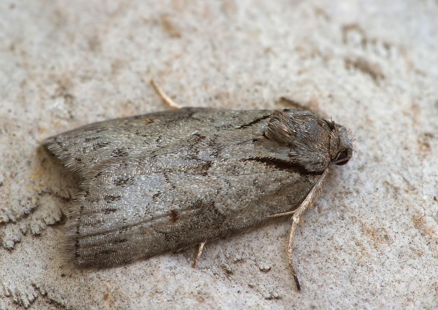 Nycteola revayana