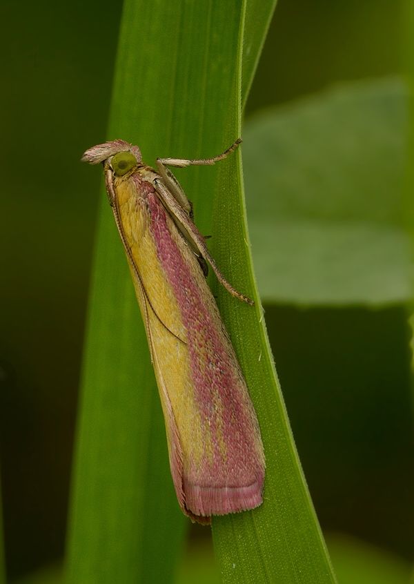 Oncocera semirubella