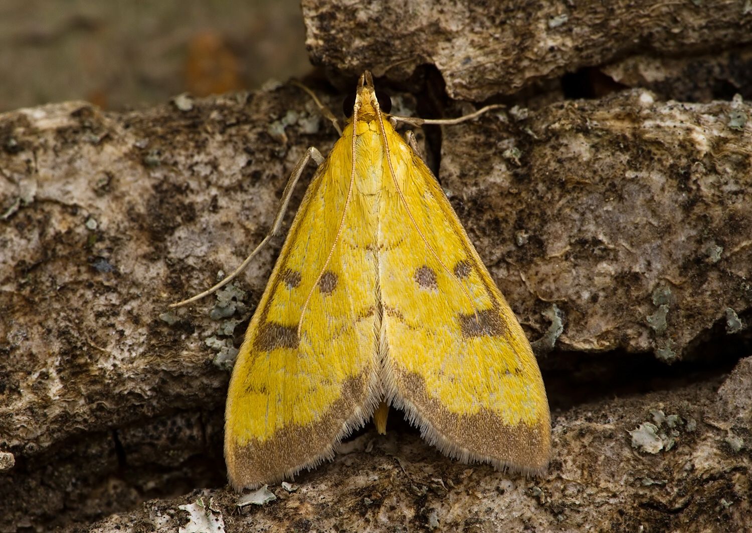 Mecyna trinalis