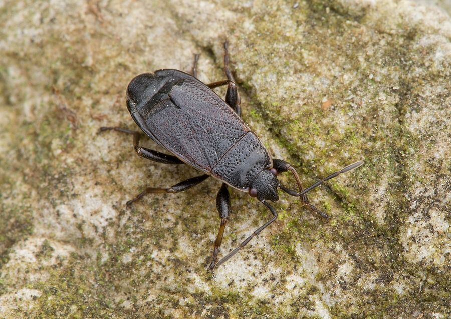 Pyrrhocoris marginatus