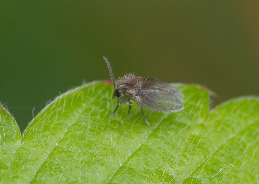 Psychoda grisescens