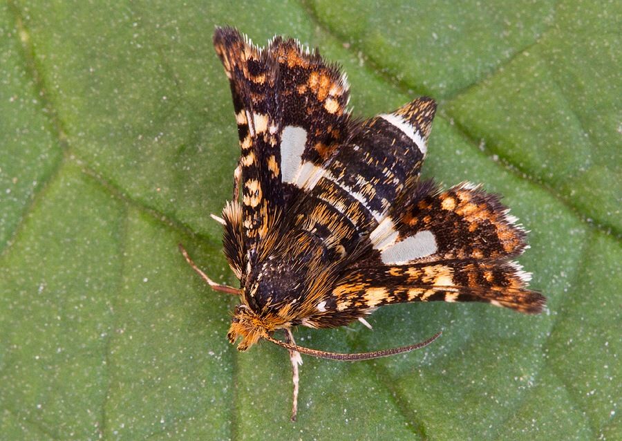 Thyris fenestrella