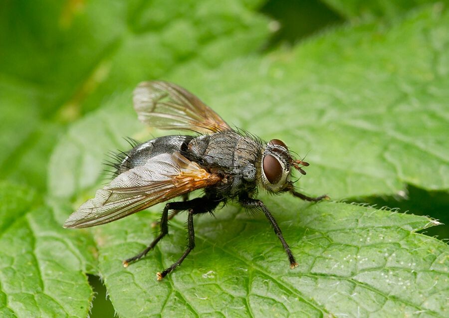Phorocera grandis
