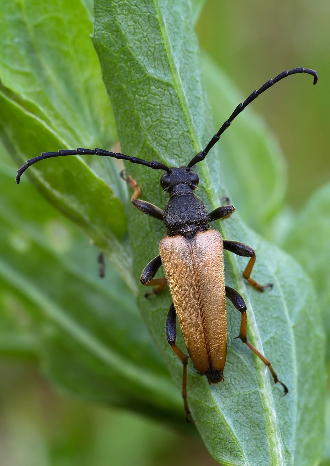 Stictoleptura rubra