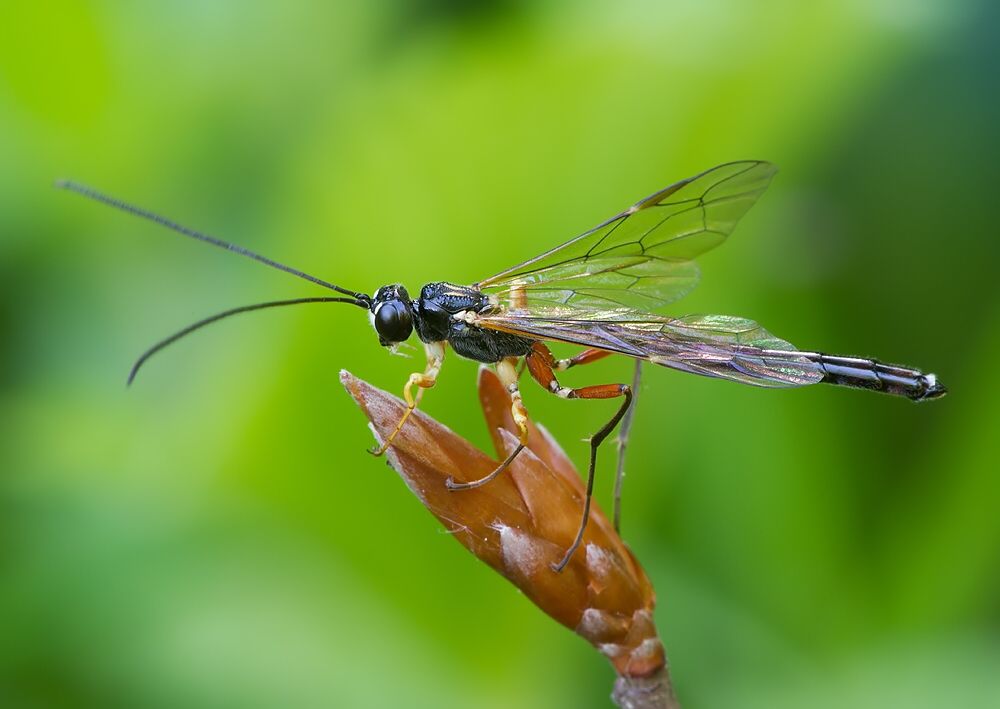 Rhyssella obliterata