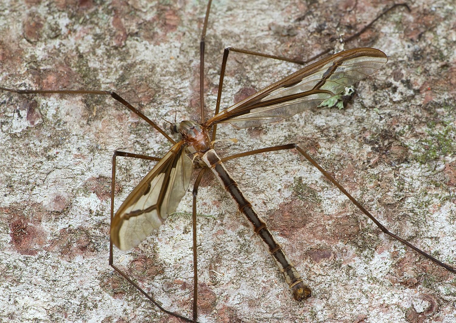 Pedicia rivosa