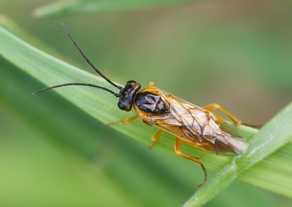 Nematinae