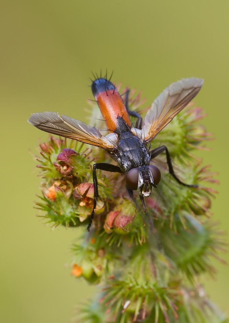 Cylindromyia brevicornis