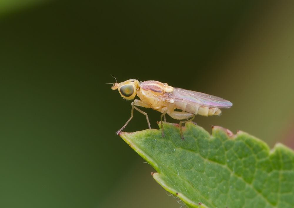 Meromyza femorata
