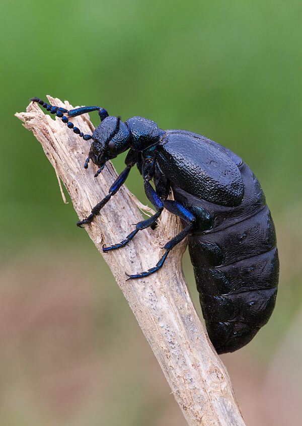 Meloe violaceus