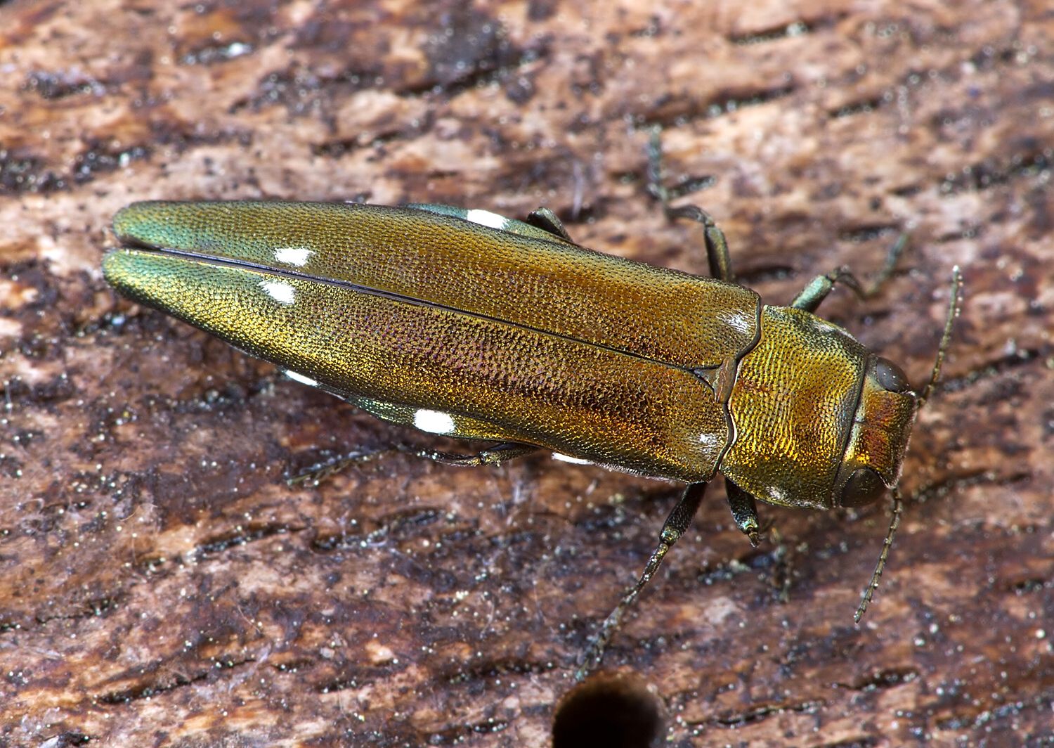 Agrilus biguttatus