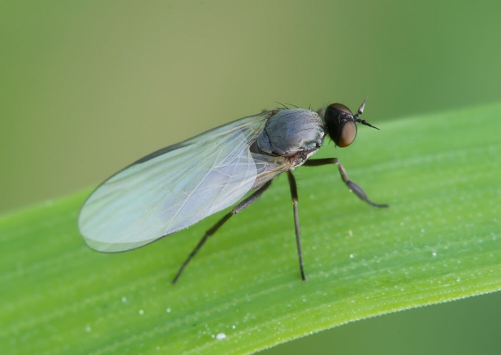 Hilara galactoptera