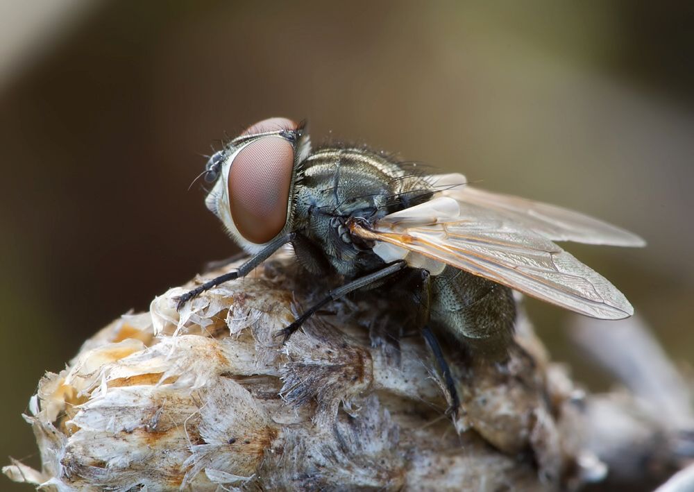 Phasia obesa