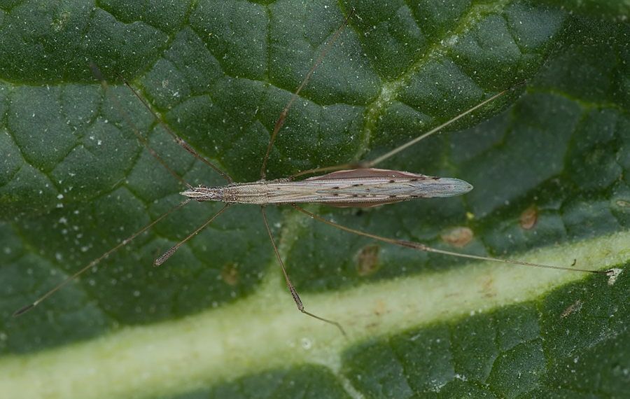 Neides tipularius