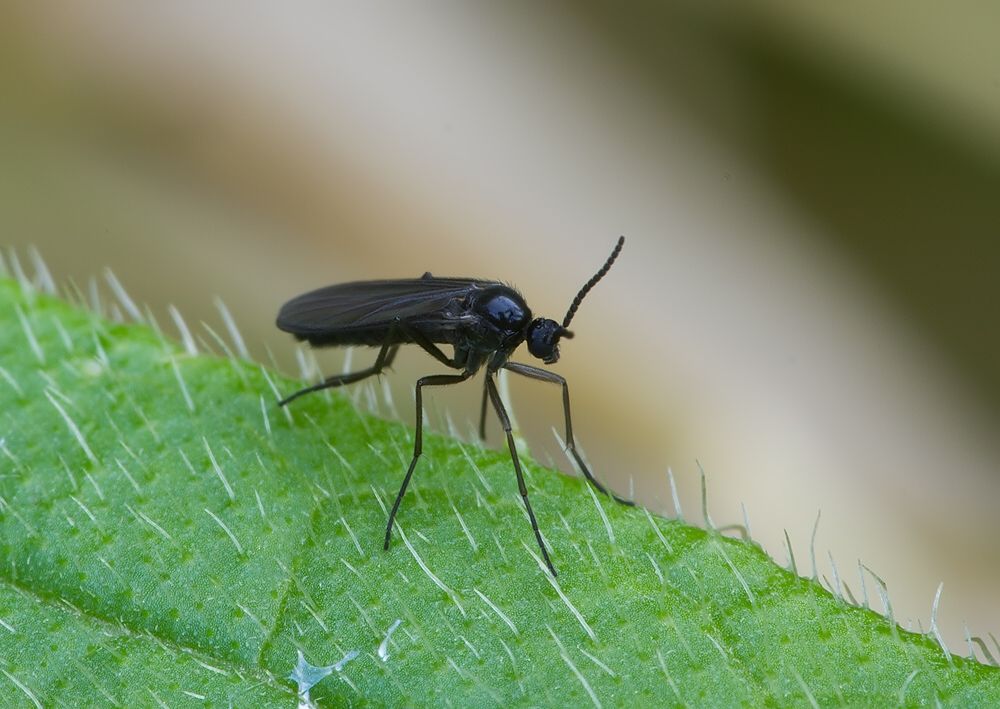Schwenckfeldina carbonaria