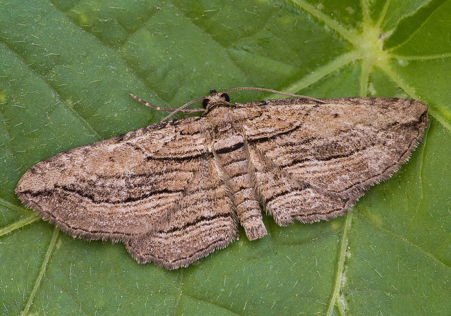 Horisme corticata