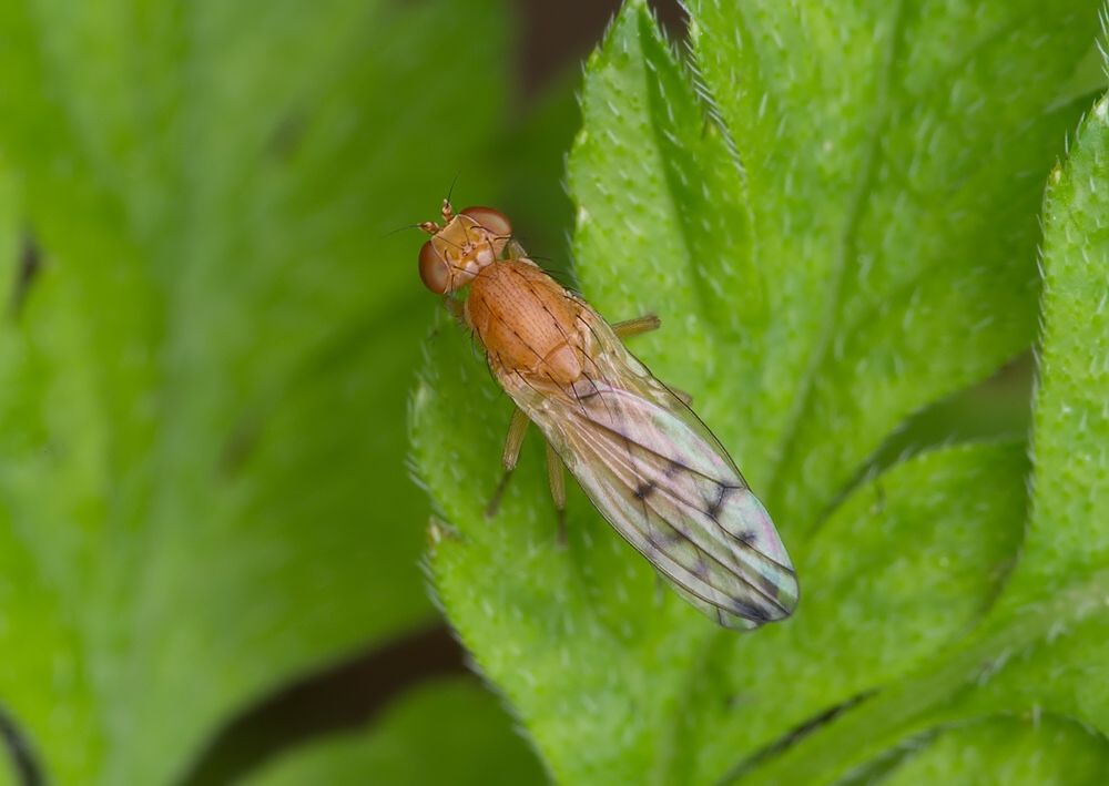 Opomyza florum