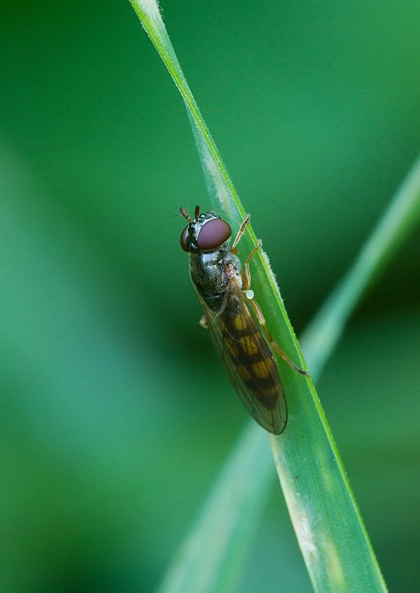 Melanostoma scalare