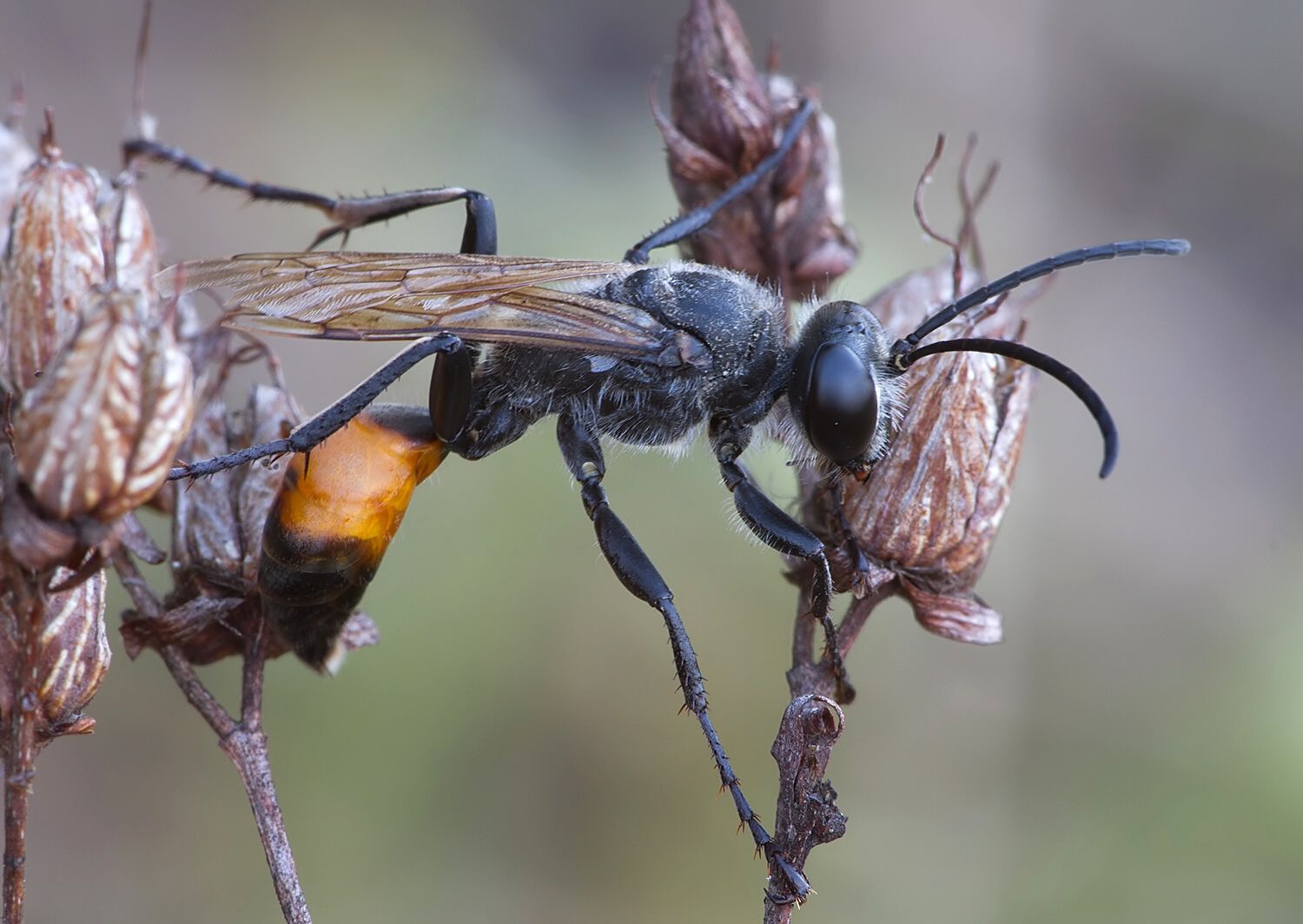 Sphex funerarius