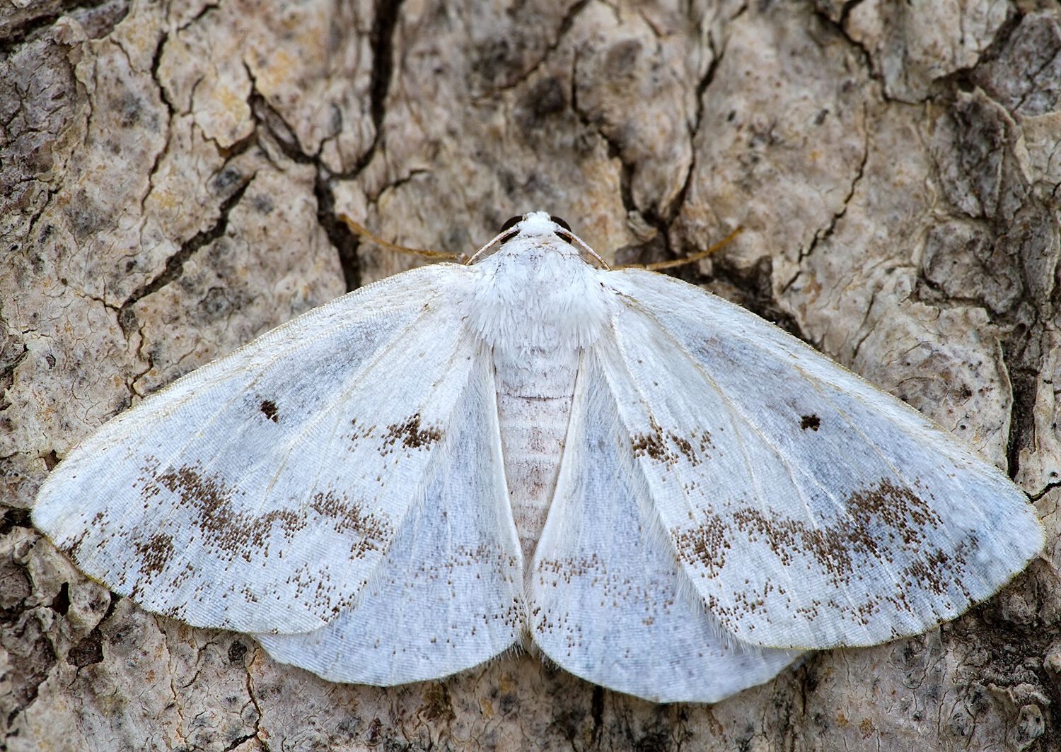 Lomographa temerata