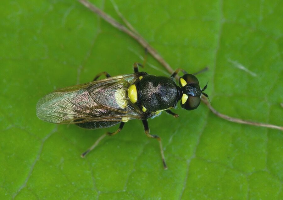 Oxycera leonina