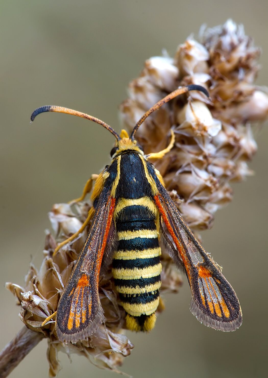 Bembecia ichneumoniformis
